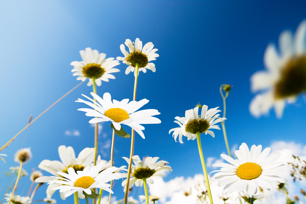 daisy flowers and summer blue sky